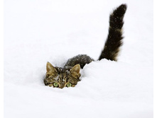 ����� �����.jpg