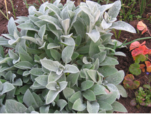 ������ ���������� (������, ������ ����)-50���