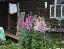 DSC02437.JPG