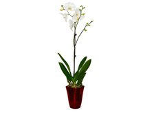 ����� �����.jpg