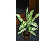 ����������� �������