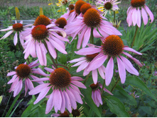 �������� - 50 ���.