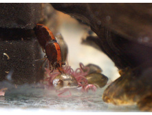 �������� ��̣��� (����������).JPG