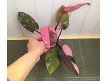 ����������� Philodendron Pink Queen - ������ �������� �������� ....
