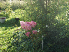 DSC02481.JPG