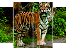 �������� 1.jpg