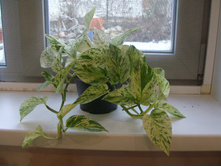 ���������� ����� ����