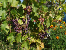 DSC02486.JPG