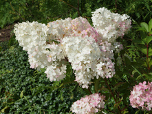DSC02471.JPG