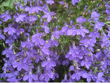 IMG_8200.JPG