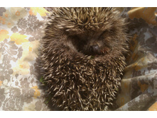 �������� �� ���������