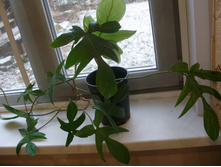 ����������� �����������