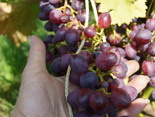 DSC02487.JPG