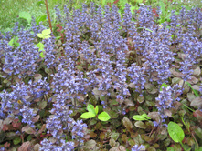 ������� �������� ������������ (Ajuga reptans "Atropurpurea")-30���