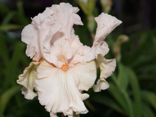 DSC02356.JPG