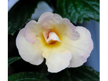 Golden Lady