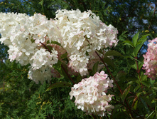 DSC02472.JPG