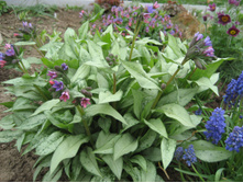 �������� �������� (pulmonaria Majesty)-80 ���.