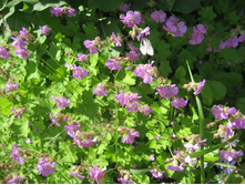 ������ ����������������� ��� ���������� (Geranium macrorrhizum) - 30 ���.