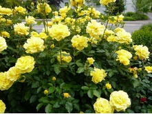 ����������� ����� (���� ���)*