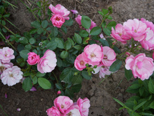 DSC02453.JPG