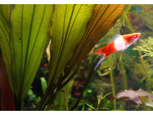 ����� ���� ������.JPG