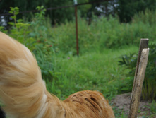 DSC02442.JPG