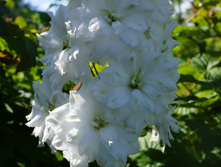 DSC02446.JPG