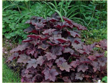 ������� ��������� ����� ("Palace Purple")-100 ��� ���