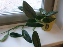 �.����������� �����+/