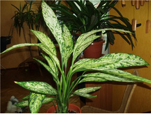 ����������� ������� - �� 450 ���.