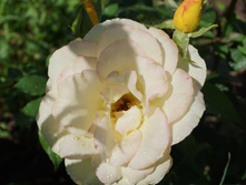DSC02400.JPG