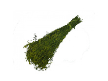 ����� ������.jpg