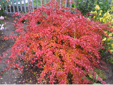 �������� ������������-150 ���.