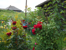DSC02430.JPG
