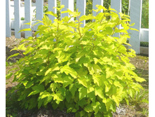 ������������� ������������� ����� ����-150 ���