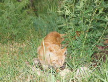 DSC02367.JPG