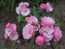 DSC02452.JPG
