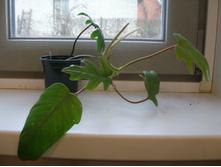 ����������� ������������