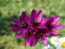 DSC02460.JPG