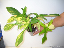 �����������  Philodendron squamiferum  Magic Mask-  ������ �������� �������� ....