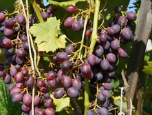 DSC02485.JPG