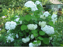 ��������� ����������� ��������������� - 150 ���.