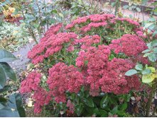 ������ ������ "���������" ("Brilliant") -60 ���