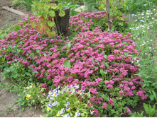 ������ ������ (Sedum Spurium)-30���