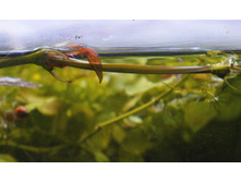 ������ ��� ��� �����.JPG