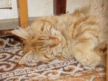 DSC02447.JPG