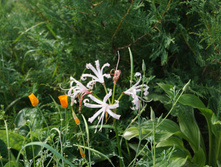 DSC02473.JPG