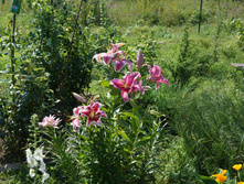 DSC02459.JPG