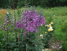 DSC02427.JPG
